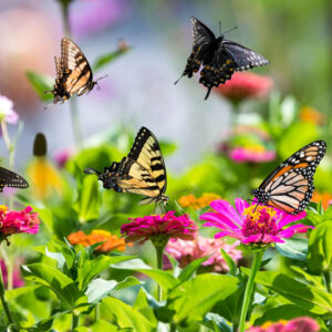 Butterfly garden