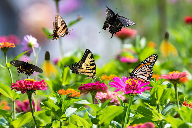 Butterfly garden