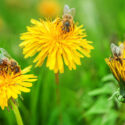 Bees, Dandelion, Bee
