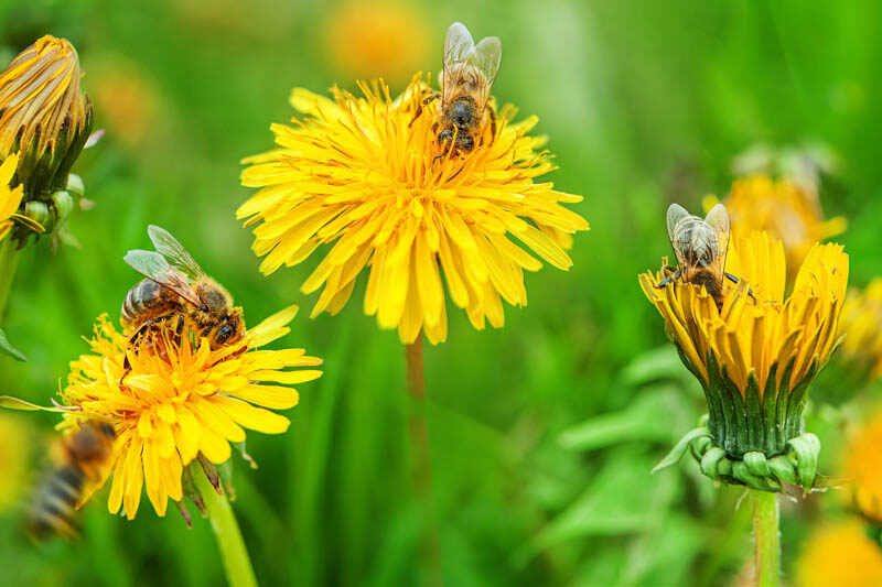 Bees, Dandelion, Bee