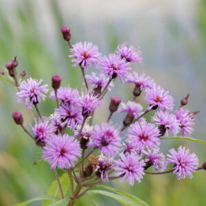 Vernonia noveboracensis, New York Ironweed