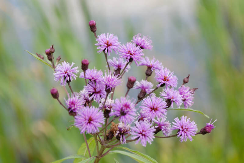 Vernonia noveboracensis, New York Ironweed