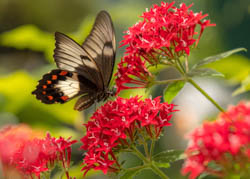 Orchard Swallowtail Butterfly, Papilio aegeus