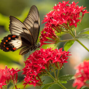Orchard Swallowtail Butterfly, Pentas, Star Cluster, Star Flower