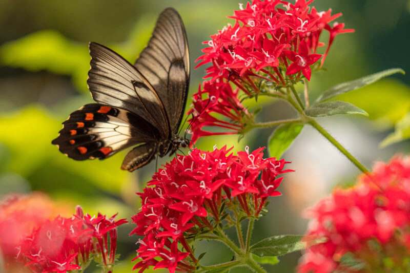 Orchard Swallowtail Butterfly, Pentas, Star Cluster, Star Flower