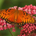 Gulf Fritillary, Dione vanillae