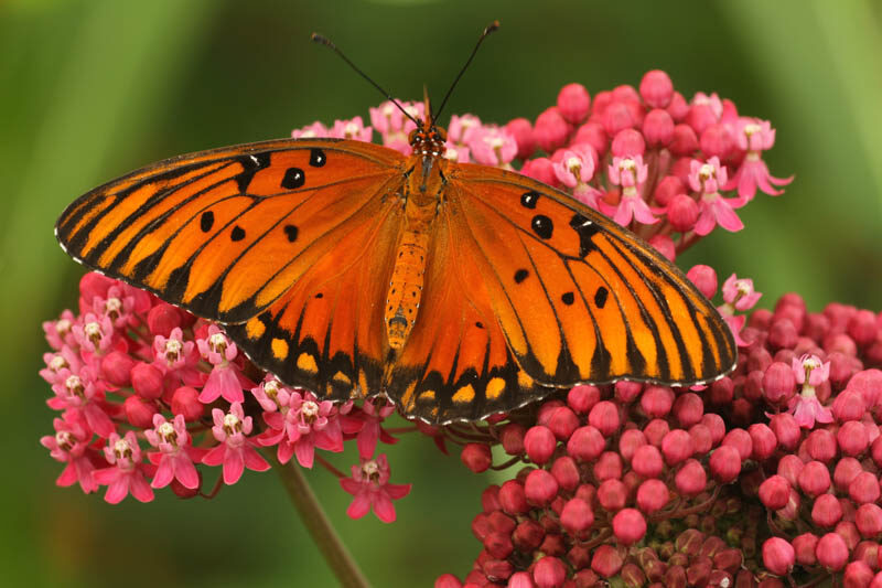 Gulf Fritillary, Dione vanillae