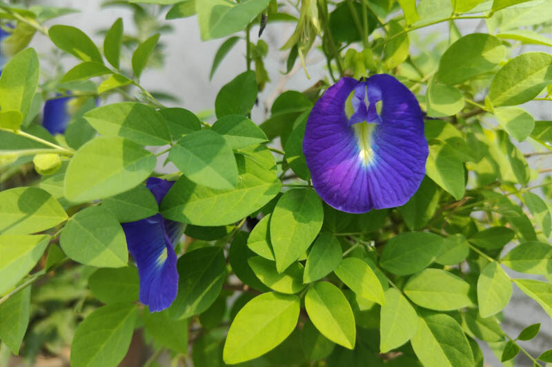 Butterfly Pea, Clitoria,Ternatea, Asian Pigeonwings, Blue Pea, Cordofan Pea, Darwin Pea