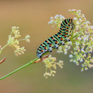 Papilio machaon, Old World swallowtail, common yellow swallowtail, swallowtail