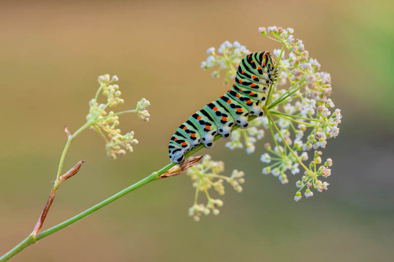 Fern And Butterfly Contact Paper