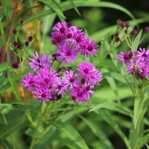 Vernonia crinita, Arkansas Ironweed, Vernonia crinita