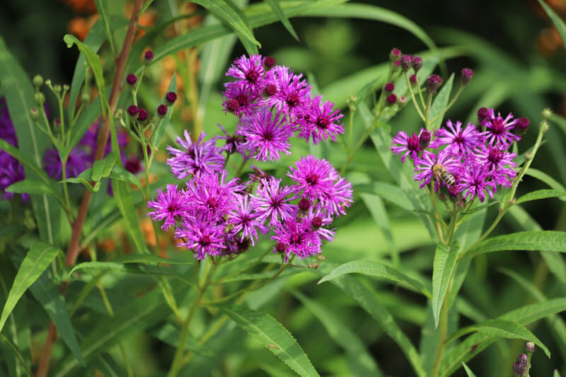 Vernonia crinita, Arkansas Ironweed, Vernonia crinita