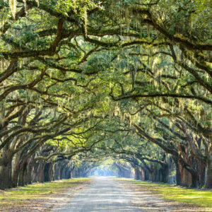 quercus, live oak