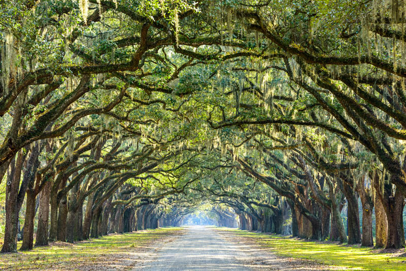 quercus, live oak