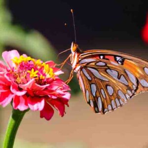 A macro shot of a Gulf fritillary perched on a zinnia flower