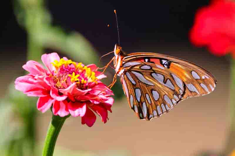 A macro shot of a Gulf fritillary perched on a zinnia flower