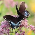 Two black and blue butterflies perched on pink flowers in a vibrant garden setting.