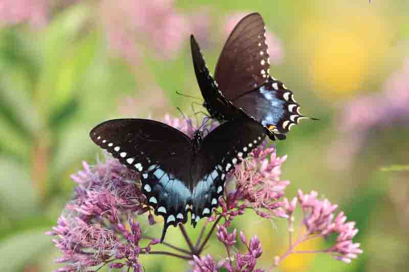 Two black and blue butterflies perched on pink flowers in a vibrant garden setting.