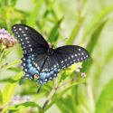Black swallowtail butterfly, Papilio polyxenes
