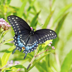 Black swallowtail butterfly, Papilio polyxenes