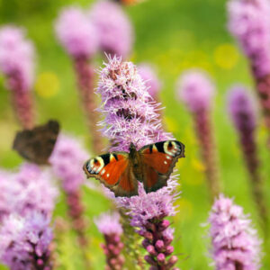 Blazing Star, Gayfeather, Liatris, Butterflies