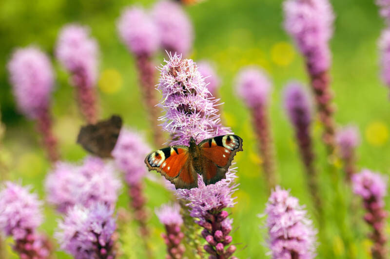 Blazing Star, Gayfeather, Liatris, Butterflies