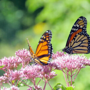 Monarch butterflies, Monarch butterfly