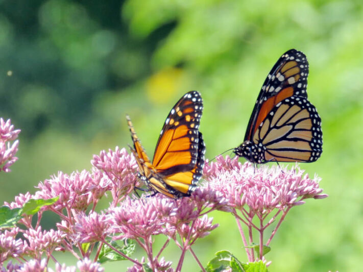 Monarch butterflies, Monarch butterfly