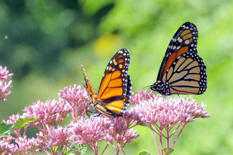 Monarch butterflies, Monarch butterfly