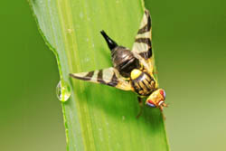 Hoverfly, Syrphid Fly