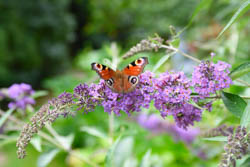 Peacock butterfly on a buddleja bush