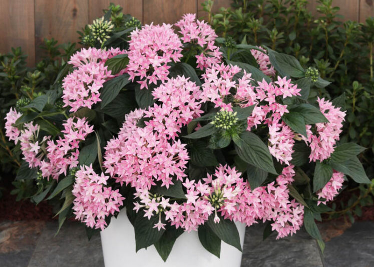 Pentas Sunstar® Pink, Pink Pentas, Pentas lanceolata, Egyptian Star Flower