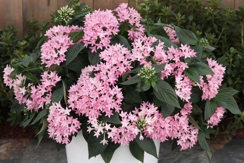 Pentas Sunstar® Pink, Pink Pentas, Pentas lanceolata, Egyptian Star Flower