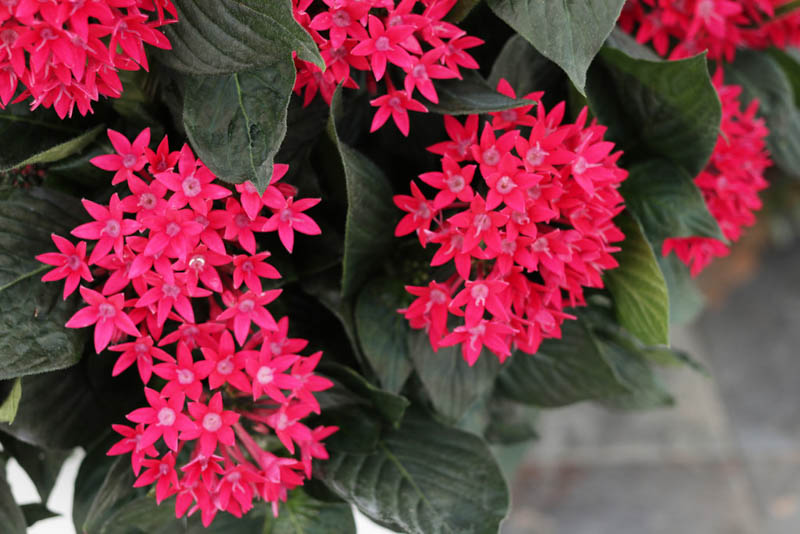 Pentas Sunstar® Red, Red Pentas, Pentas lanceolata, Egyptian Star Flower