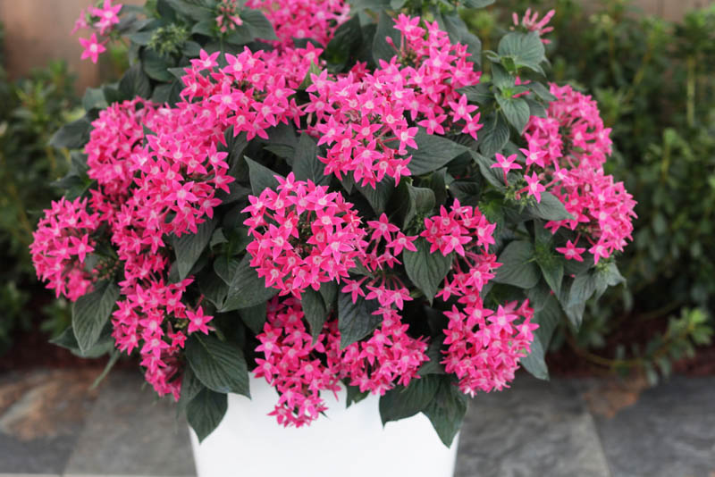 Pentas Sunstar® Rose, Pink Pentas, Pentas lanceolata, Egyptian Star Flowe