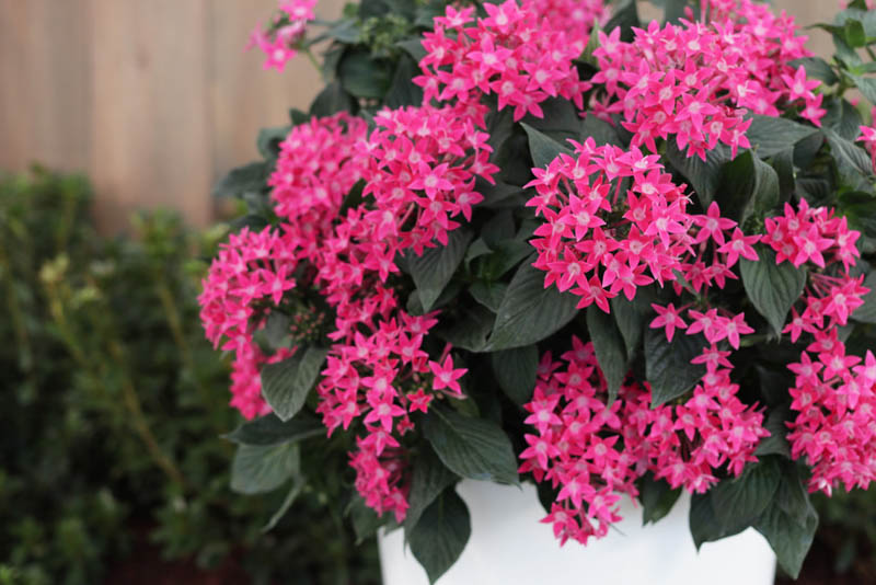 Pentas lanceolata Sunstar®Rose (Egyptian Star Flower)