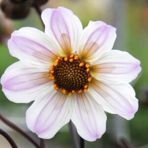 Dahlia Bishop of Dover, Single Dahlia, White Dahlia, Black Foliage Dahlia