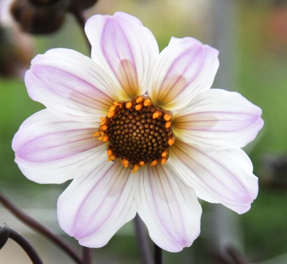 Dahlia Bishop of Dover, Single Dahlia, White Dahlia, Black Foliage Dahlia