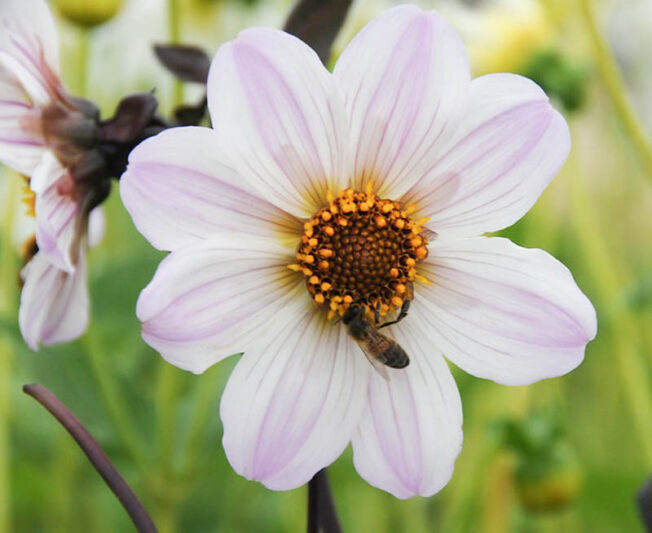 Dahlia Bishop of Dover, Single Dahlia, White Dahlia, Black Foliage Dahlia