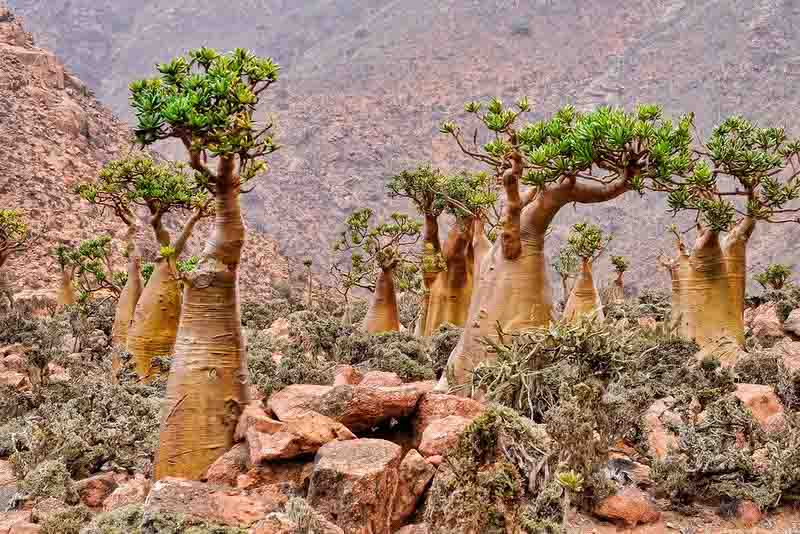 Desert Rose, Adenium obesum, Desert Azalea,