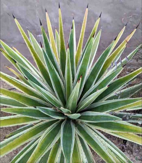 Caribbean Agave, Agave angustifolia var. marginata, Agave vivipara 'Marginata'