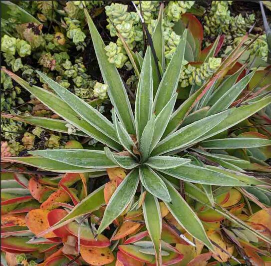 Caribbean Agave, Agave angustifolia var. marginata, Agave vivipara 'Marginata'