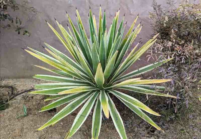 Caribbean Agave, Agave angustifolia var. marginata, Agave vivipara 'Marginata'