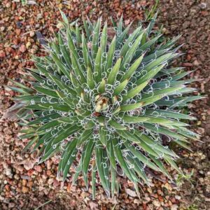 Agave × leopoldii, Leopold Agave, Agave