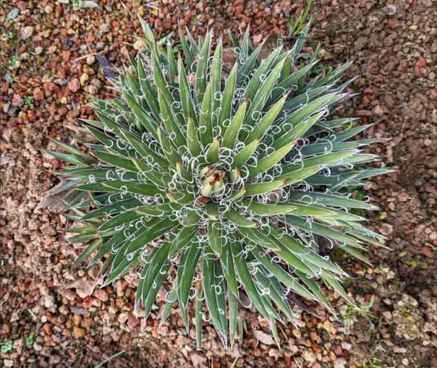 Agave × leopoldii, Leopold Agave, Agave