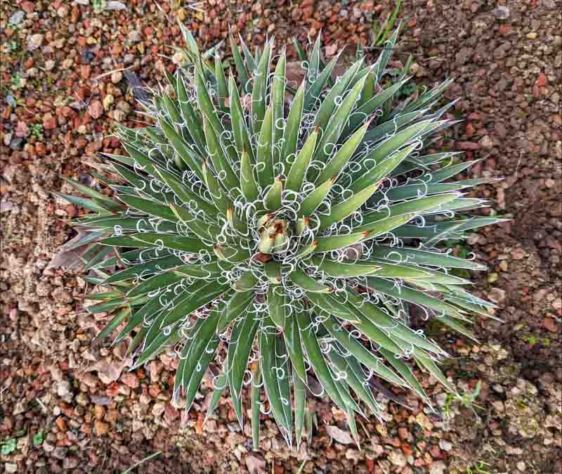 Agave x leopoldii (Leopold Agave)