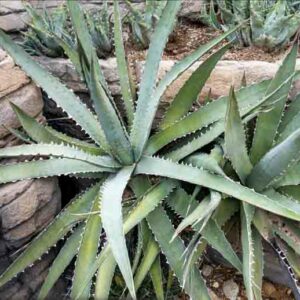 Agave xylonacantha