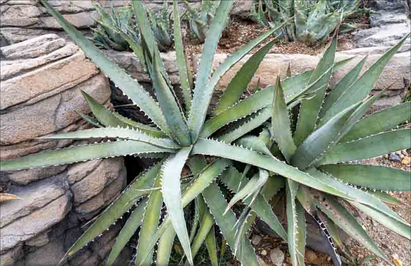 Agave xylonacantha