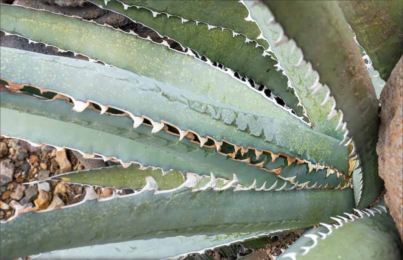 Agave xylonacantha