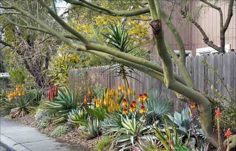 Aloe wickensii, Geelaalwyn